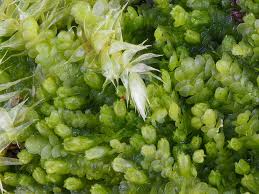 Attēlu rezultāti vaicājumam “Lejeunea cavifolia”