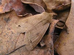 Attēlu rezultāti vaicājumam “Orthosia munda”