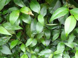 Attēlu rezultāti vaicājumam “Gracillaria syringella larva”