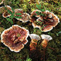 Attēlu rezultāti vaicājumam “Hydnellum sp.”