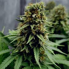 Attēlu rezultāti vaicājumam “Cannabis sativa fruit”