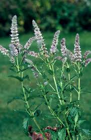 Attēlu rezultāti vaicājumam “Mentha spicata”