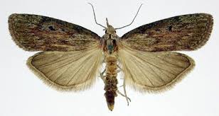 Attēlu rezultāti vaicājumam “Aphomia sociella female”