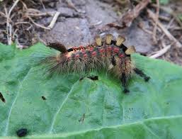 Attēlu rezultāti vaicājumam “Orgyia antiqua”