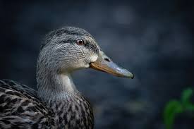 Attēlu rezultāti vaicājumam “Anas platyrhynchos male”