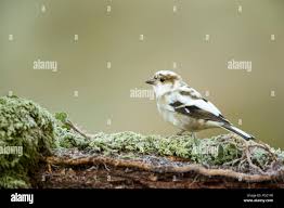 Attēlu rezultāti vaicājumam “Fringilla coelebs juvenile”