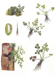 Attēlu rezultāti vaicājumam “Asplenium ruta-muraria”