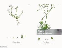 Attēlu rezultāti vaicājumam “Sagina nodosa leaf”