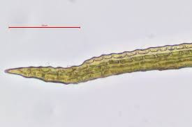Attēlu rezultāti vaicājumam “Seligeria pusilla”