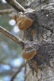 Attēlu rezultāti vaicājumam “Phellinus”