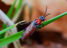 Attēlu rezultāti vaicājumam “Euura brevicornis”