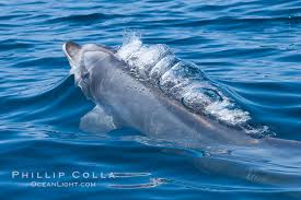 Image result for Tursiops truncatus