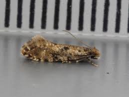 Attēlu rezultāti vaicājumam “Nemapogon cloacella”