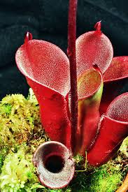 Attēlu rezultāti vaicājumam “Comatricha pulchella”