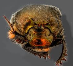 Attēlu rezultāti vaicājumam “Scarabaeidae”