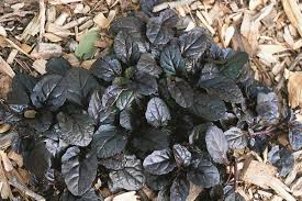 Attēlu rezultāti vaicājumam “Ajuga reptans”