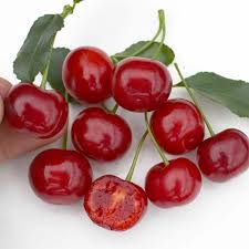 Attēlu rezultāti vaicājumam “Cerasus fruit”