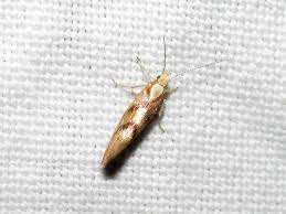 Attēlu rezultāti vaicājumam “Ypsolopha asperella”