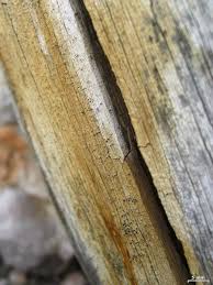 Attēlu rezultāti vaicājumam “Microcalicium disseminatum”