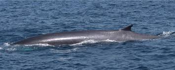 Image result for Balaenoptera physalus