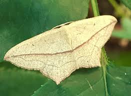 Attēlu rezultāti vaicājumam “Timandra comae”