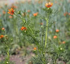 Image result for Adonis aestivalis