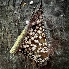 Attēlu rezultāti vaicājumam “Phleogena faginea stalked”