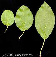 Attēlu rezultāti vaicājumam “Rhamnus cathartica”