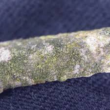 Attēlu rezultāti vaicājumam “Scoliciosporum chlorococcum”