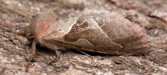 Attēlu rezultāti vaicājumam “Hepialidae”