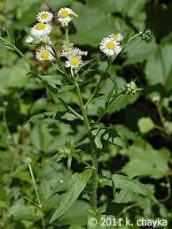 Attēlu rezultāti vaicājumam “Erigeron annuus”