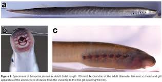 Attēlu rezultāti vaicājumam “Lampetra planeri”