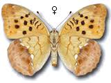 Attēlu rezultāti vaicājumam “Argynnis laodice male”