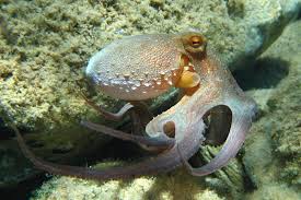 Image result for Octopus vulgaris
