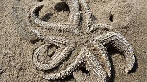 Attēlu rezultāti vaicājumam “Skeletocutis stellae”