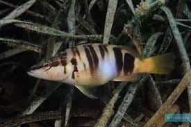 Image result for Serranus scriba