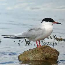 Image result for Sterna dougallii