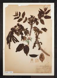 Attēlu rezultāti vaicājumam “Juglans cinerea flower”