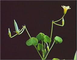 Attēlu rezultāti vaicājumam “Oxalis corniculata fruit”