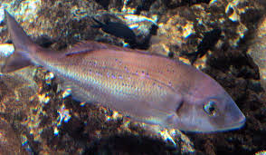 Image result for Pagrus