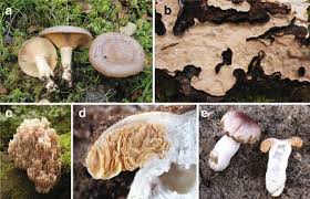 Attēlu rezultāti vaicājumam “Laurilia sulcata”