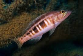 Image result for Serranus atricauda
