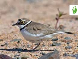 Attēlu rezultāti vaicājumam “Charadrius dubius”