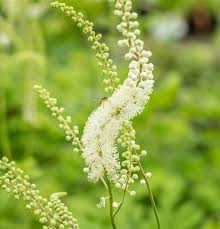 Image result for Silberkerze