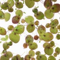 Attēlu rezultāti vaicājumam “Spirodela polyrhiza”