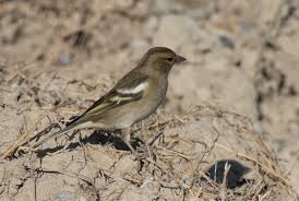 Attēlu rezultāti vaicājumam “Fringilla coelebs juvenile”
