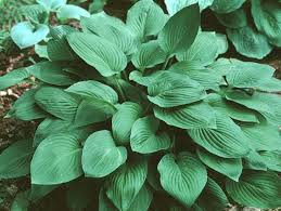 Image result for Hosta sieboldiana 'Elegans'