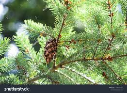 Attēlu rezultāti vaicājumam “Pseudotsuga menziesii flower”