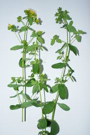 Image result for Johanniskraut