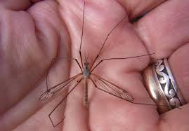 Attēlu rezultāti vaicājumam “Dictenidia bimaculata male”